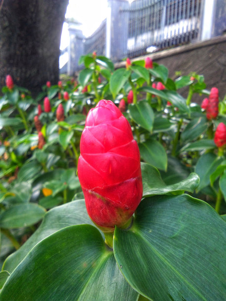 costus