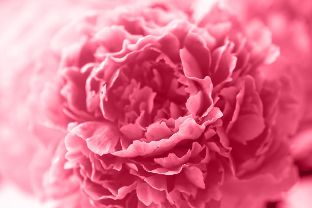 bloom