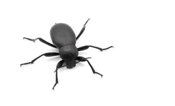 arthropod