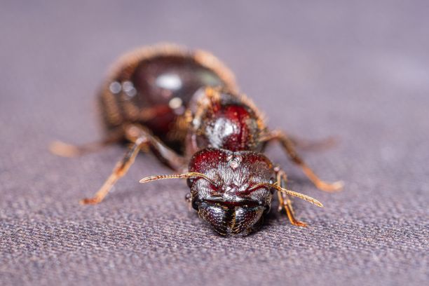 arthropod