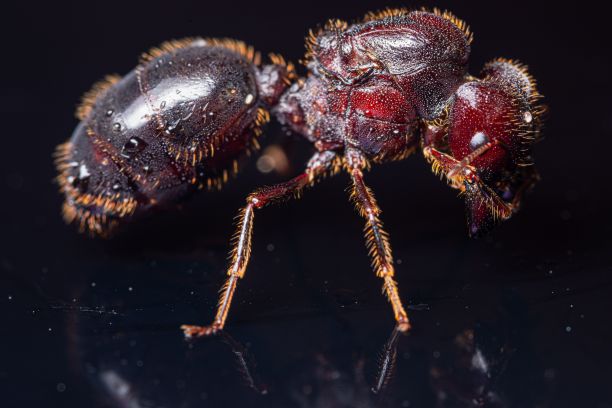 arthropod