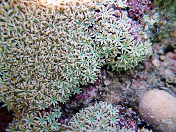 珊瑚,笙珊瑚