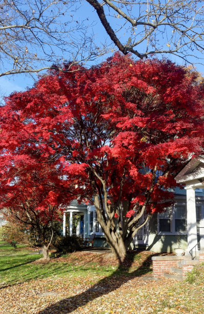 maple