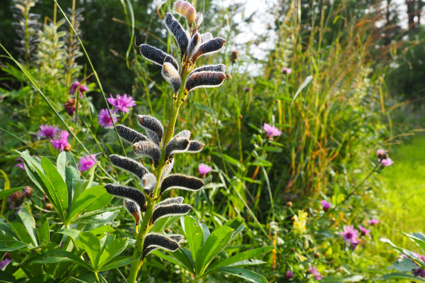 lupinus