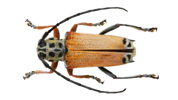 beetles