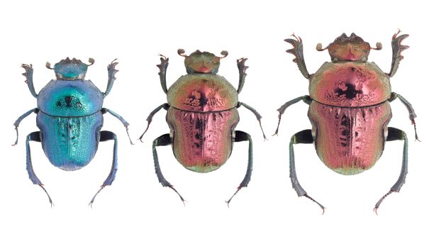 arthropod