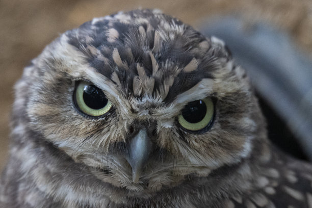 strix