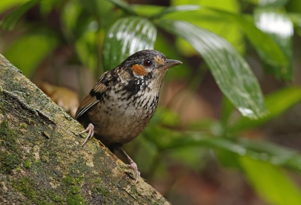 laughingthrush