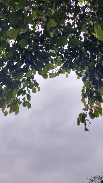 banyan