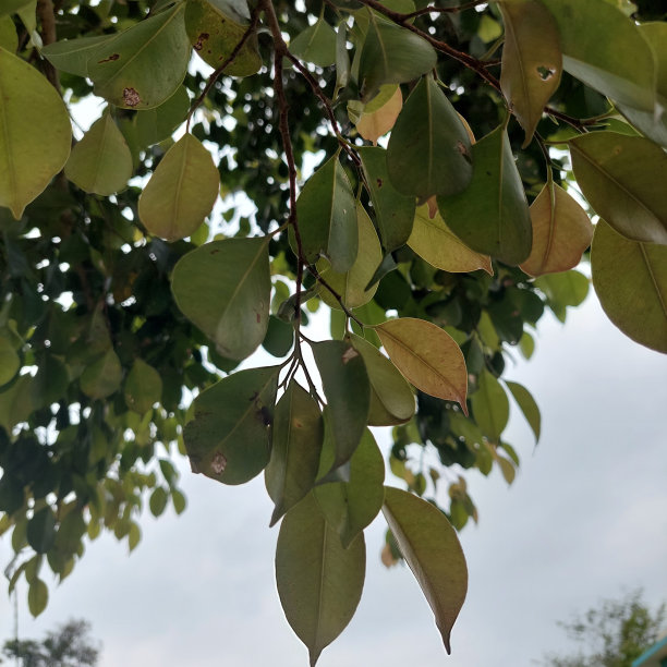 banyan