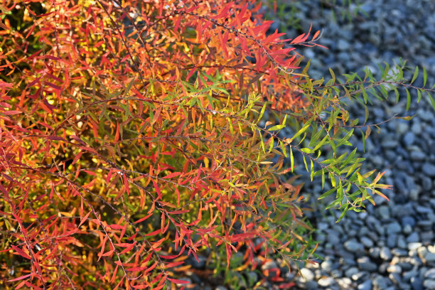 filipendula