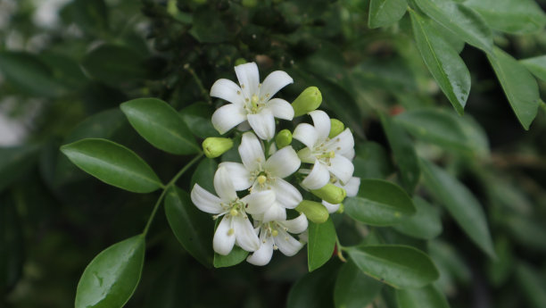 fragrans