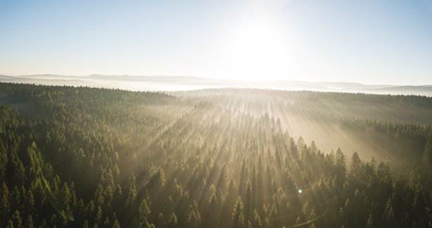 sunbeams
