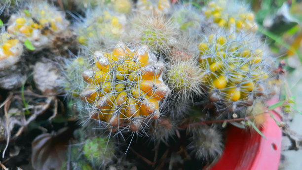 cholla