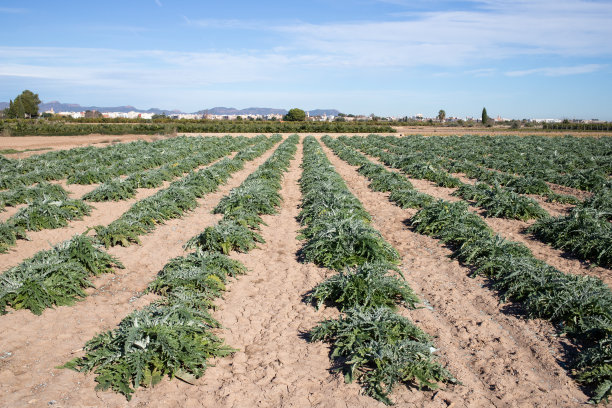 plantation