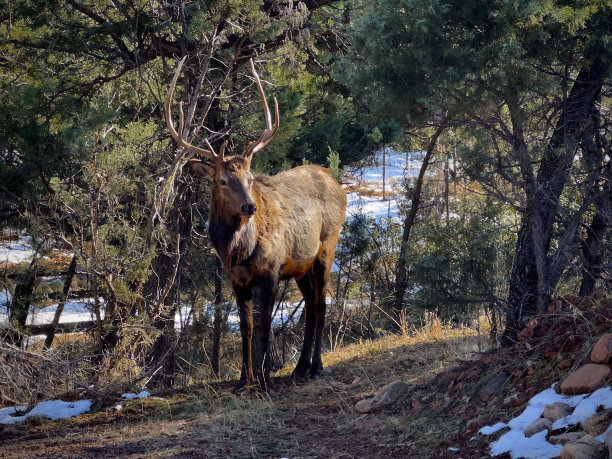 reindeer