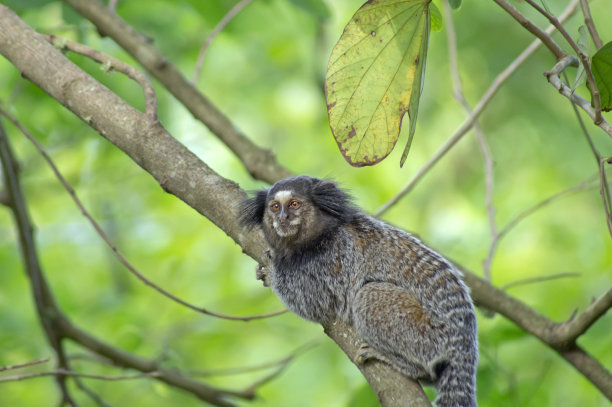 marmoset