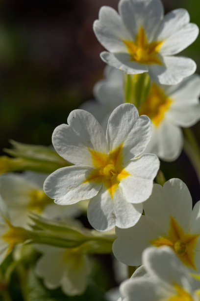 primula