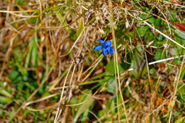 gentian