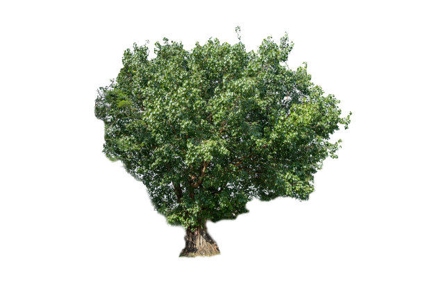 banyan