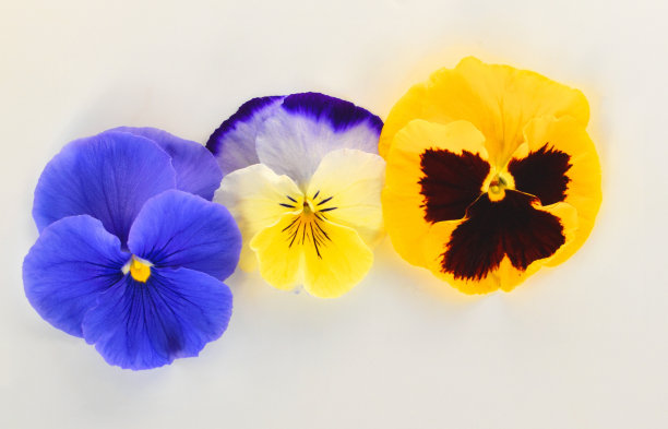 pansy
