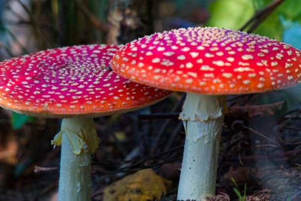 amanitaceae