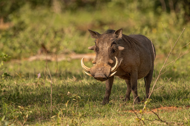 phacochoerus