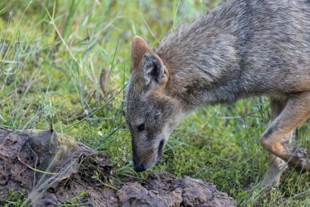 jackal