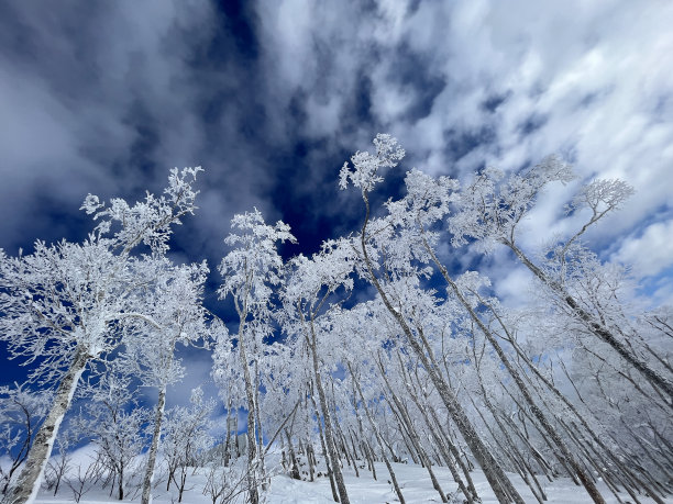 冬季仰拍白桦树