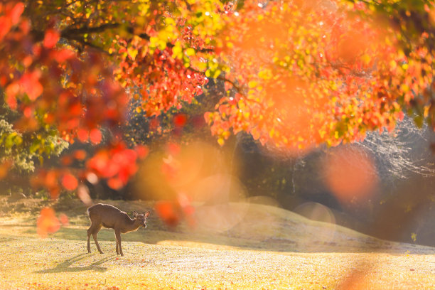 deer