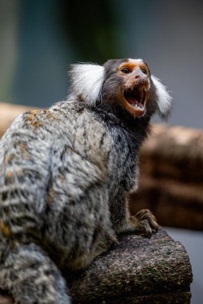 marmoset