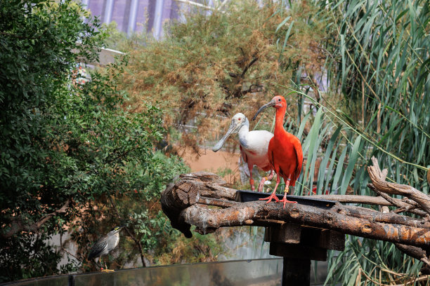 ibis