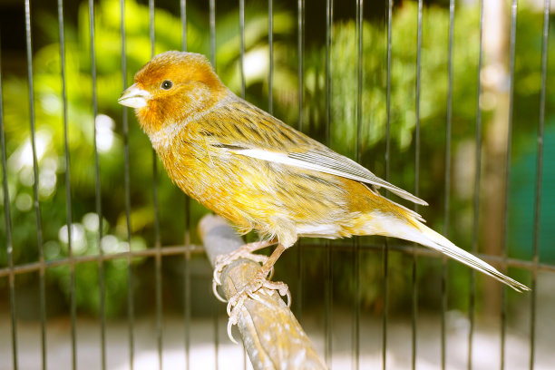 canary