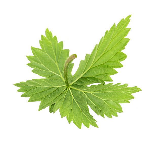 mugwort