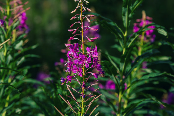 epilobium