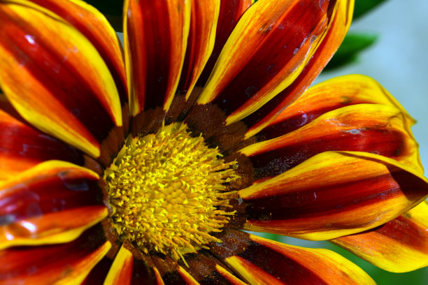 gazania