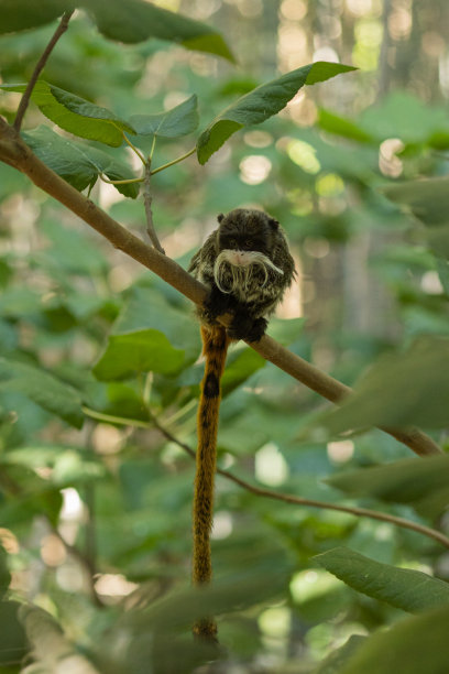 saguinus