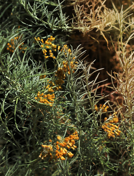 vegetation