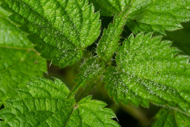 nettles