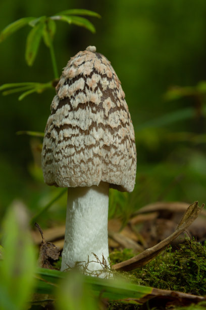 coprinus