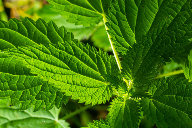 nettles