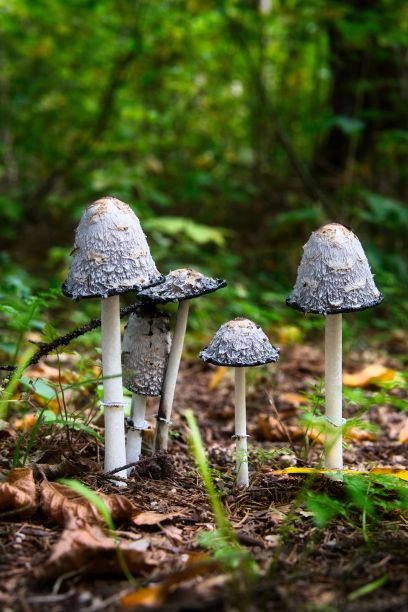 agaric