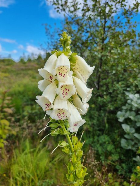 digitalis