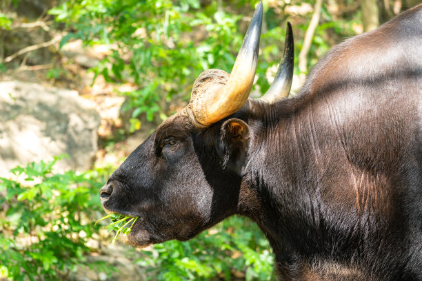 ox