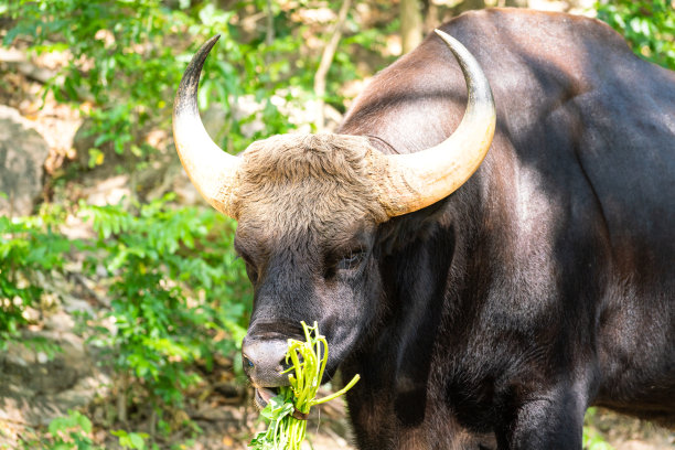 ox