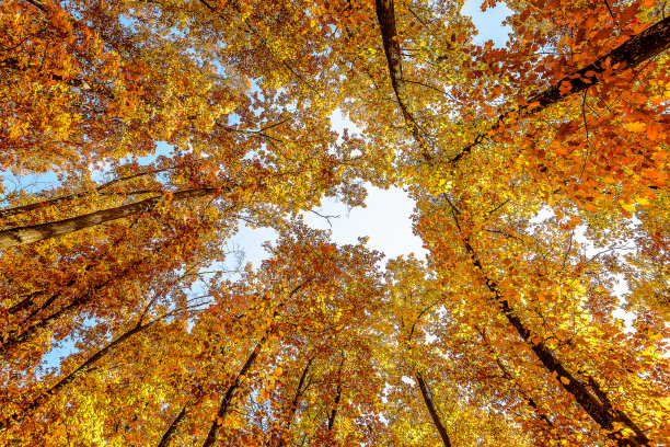 maple