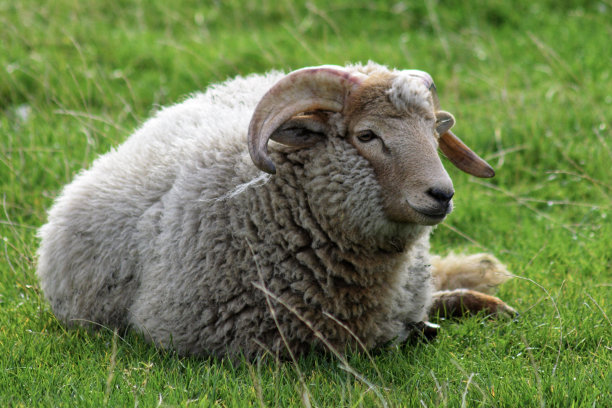 sheep