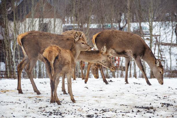doe
