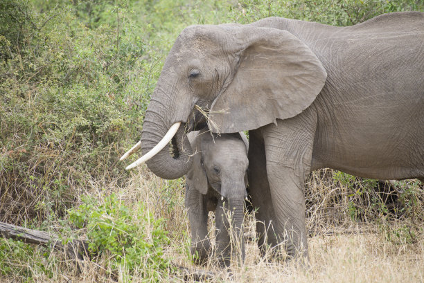pachyderm