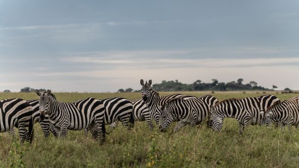 zebra